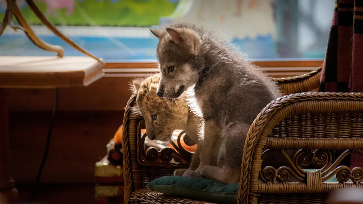 Der Wolf und der Löwe